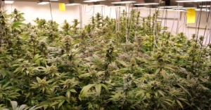 Überregional, Bisher 23 Cannabisvereinigungen im Südwesten genehmigt Überregional, Bisher 23 Cannabisvereinigungen im Südwesten genehmigt