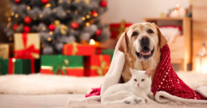 Tiere sind keine gute Idee für Weihnachtsgeschenke: Das Tierheim Sigmaringen und das Tiernestle in Bad Saulgau vermitteln vom 20.12. 25 bis 06.01.26 keine Tiere.