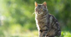 Für Katzen kann eine Infektion mit dem Vogelgrippevirus H5N1 gefährlich werden, so der Deutsche Tierschutzbund.