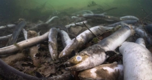 Nachbarschaft, Fischer prangern «Aal-Gemetzel» bei Hochrhein-Kraftwerk an