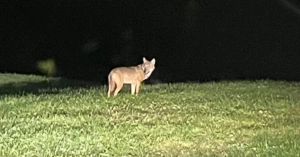 Nachbarschaft, Landwirt wurde im nördlichen Oberallgäu von einem Wolf überrascht