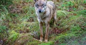 Überregional, Verdacht auf illegale Tötung: Ermittlungen nach Fund eines toten Wolfs